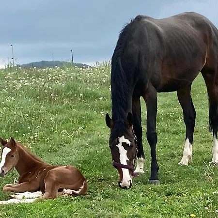An Der Reitanlage * Glashutte (Saxony)