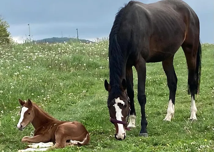 An Der Reitanlage * Glashutte (Saxony)